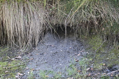 Ondatra zibethicus