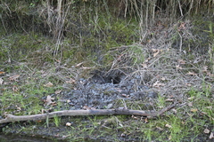 Ondatra zibethicus