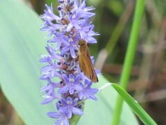 Euphyes dukesi calhouni