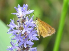 Euphyes dukesi calhouni