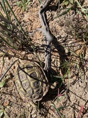 Homopus areolatus