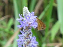 Euphyes dukesi calhouni