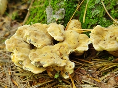 Abortiporus
