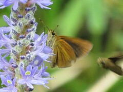 Euphyes dukesi calhouni