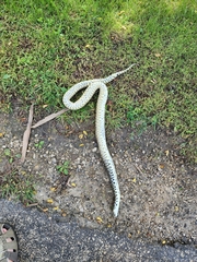 Pituophis catenifer sayi