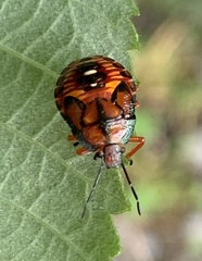 Podisus maculiventris