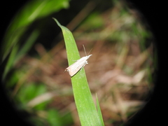 Chrysoteuchia culmella