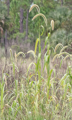 Setaria magna