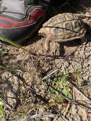 Homopus areolatus