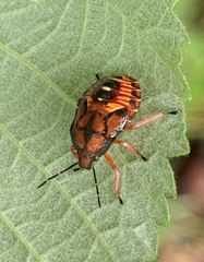 Podisus maculiventris