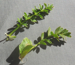 Potentilla breweri