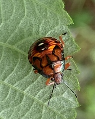 Podisus maculiventris