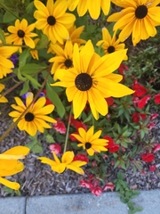 Rudbeckia