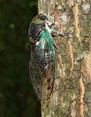 Neotibicen tibicen tibicen