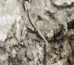 Cryptoblepharus