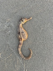 Hippocampus abdominalis