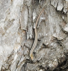Cryptoblepharus