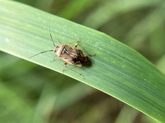 Lygus lineolaris