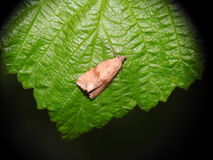 Celypha striana