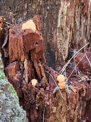 Tubifera