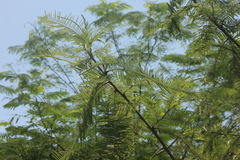 Leucaena diversifolia