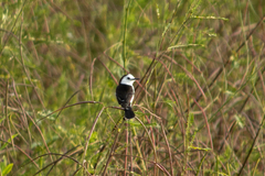 Fluvicola albiventer