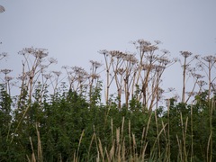 Heracleum maximum