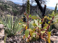 Phytolacca icosandra