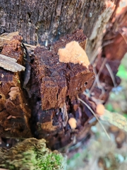 Tubifera