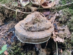 Ganoderma brownii