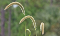 Setaria magna