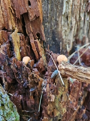 Tubifera