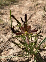 Wachendorfia multiflora