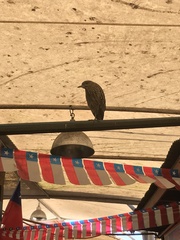 Nycticorax nycticorax