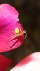 Thomisidae