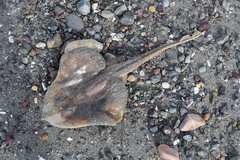 Leucoraja erinaceus