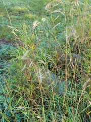 Bromus inermis