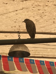 Nycticorax nycticorax