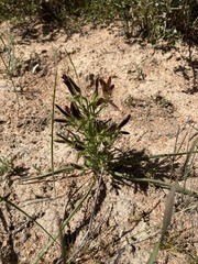 Wachendorfia multiflora