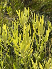 Leucadendron salignum
