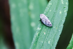 Lepyronia quadrangularis