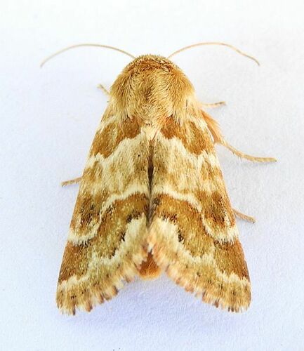 Schinia errans photo 5