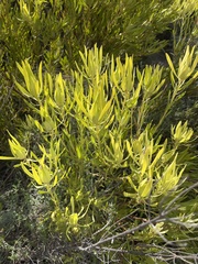 Leucadendron salignum