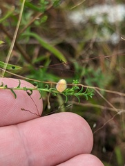 Rhopalomyia gemmaria