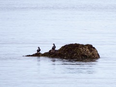 Histrionicus histrionicus