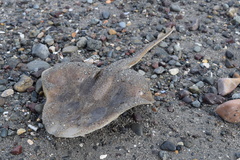Leucoraja erinaceus