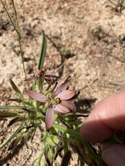 Wachendorfia multiflora