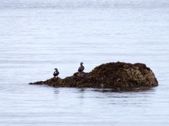 Histrionicus histrionicus