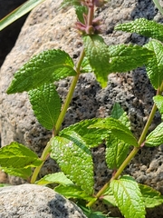 Stachys palustris