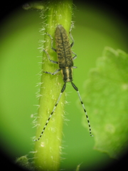 Agapanthia villosoviridescens
